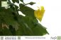 Preview: Hibiscus pernambucensis