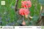 Preview: Hibiscus schizopetalus Pflanzen
