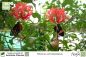 Preview: Hibiscus schizopetalus Pflanzen