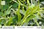 Preview: Homalocladium platycladum Pflanzen