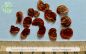 Preview: Hymenosporum flavum seed