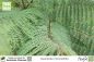 Preview: Jacaranda mimosifolia Pflanzen