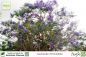 Preview: Jacaranda mimosifolia Pflanzen
