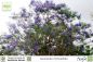Preview: Jacaranda mimosifolia