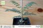 Preview: Jacaranda mimosifolia