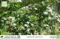 Preview: Jasminum azoricum Pflanzen