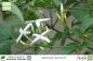 Preview: Jasminum azoricum Pflanzen