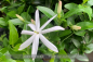 Preview: Jasminum nitidum Pflanzen