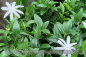 Preview: Jasminum nitidum Pflanzen iQR