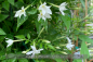 Preview: Jasminum officinale Pflanzen