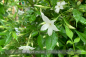 Preview: Jasminum officinale Pflanzen iQR