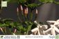 Preview: Jasminum polyanthum Pflanzen