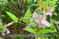 Preview: Jasminum stephanense Pflanzen iQR