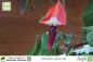 Preview: Kennedia rubicunda Pflanzen