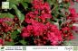 Preview: Lagerstroemia indica rubra Pflanzen