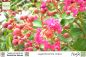 Preview: Lagerstroemia indica