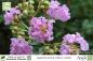 Preview: Lagerstroemia indica violacea Pflanzen