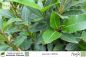 Preview: Laurus nobilis Pflanzen