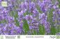 Preview: Lavandula angustifolia