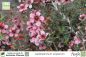 Preview: Leptospermum scoparium rosa Pflanzen