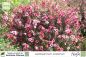 Preview: Leptospermum scoparium rosa Pflanzen