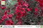 Preview: Leptospermum scoparium rot Pflanzen