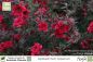 Preview: Leptospermum scoparium rot Pflanzen