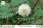 Preview: Leucaena leucocephala Pflanzen