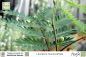 Preview: Leucaena leucocephala