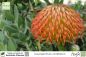 Preview: Leucospermum cordifolium Pflanzen