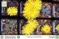 Preview: Lithops dorotheae