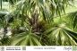 Preview: Livistona rotundifolia