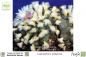 Preview: Lophophora williamsii Samen