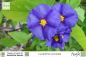 Preview: Lycianthes rantonnetii