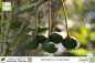 Preview: Macadamia integrifolia Pflanzen