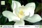 Preview: Magnolia grandiflora Pflanzen