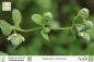 Preview: Majorana hortensis