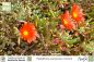 Preview: Malephora purpurea crocera