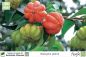 Preview: Malpighia glabra Pflanzen