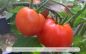 Preview: Marglobe · Tomaten · Samen