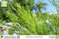 Preview: Melaleuca alternifolia Pflanzen