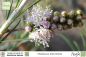 Preview: Melaleuca alternifolia