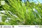 Preview: Melaleuca alternifolia