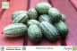 Preview: Mexikanische Minigurke, Melothria scabra