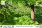 Preview: Metasequoia glyptostroboides Pflanzen