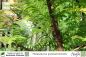 Preview: Metasequoia glyptostroboides Pflanzen