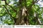 Preview: Metasequoia glyptostroboides