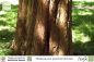 Preview: Metasequoia glyptostroboides