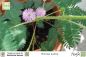Preview: Mimosa pudica