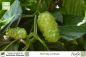 Preview: Morinda citrifolia Pflanzen